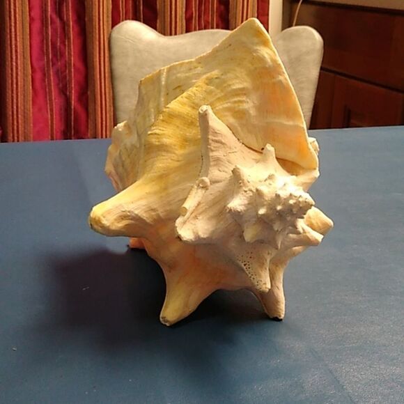 Vintage Cream and Pink Conch Shell  Beach Seashore Nautical Cottagecore - Picture 2 of 7